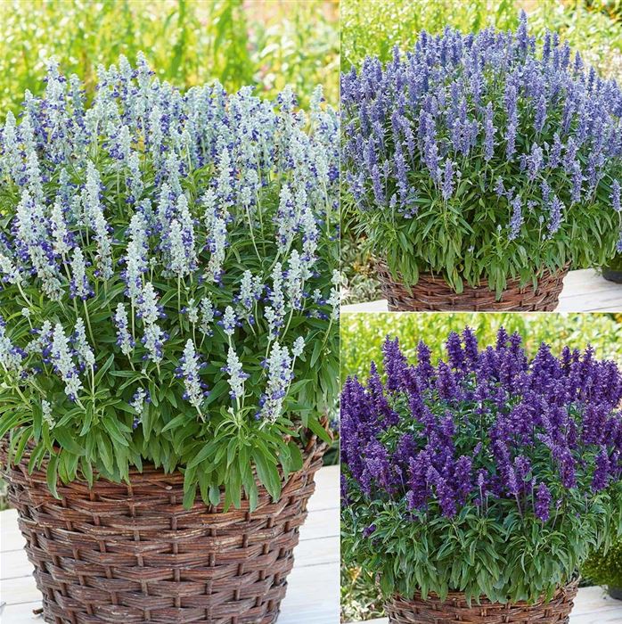 Salbei 'Farina®-Mix'