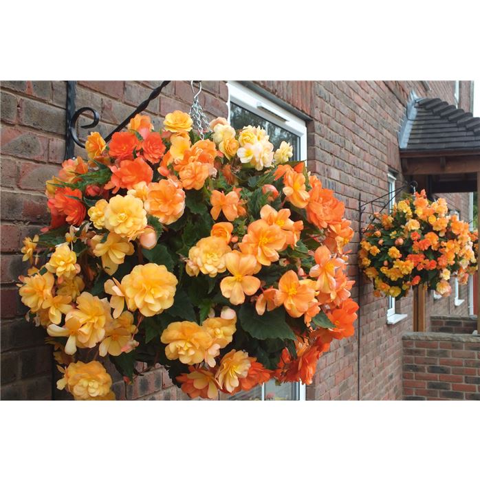 Hänge-Begonie 'Illumination® Apricot'
