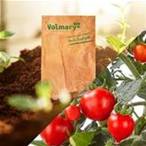 Mini-Herztomate 'Romantiko' F1