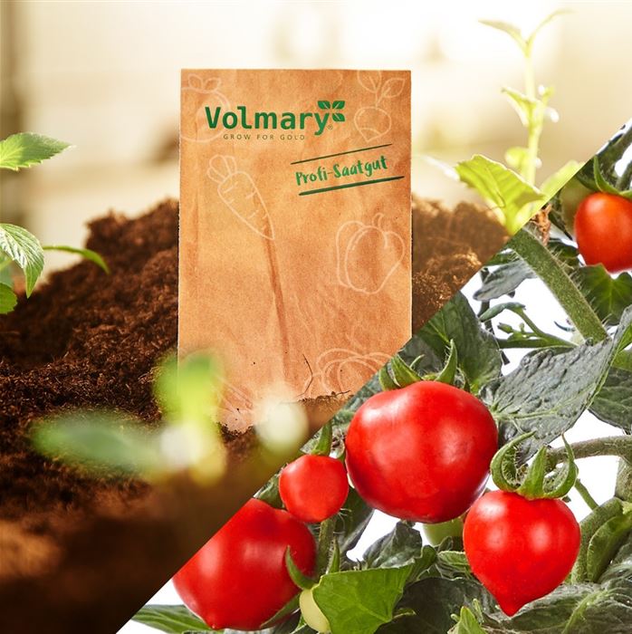 Mini-Herztomate 'Romantiko' F1