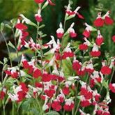 Salbei 'Hot Lips' Salbei 'Hot Lips'