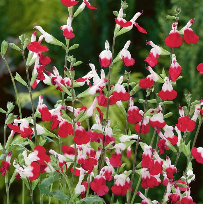 Salbei 'Hot Lips' Salbei 'Hot Lips'