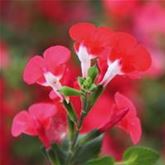 Salbei 'Hot Lips' Salbei 'Hot Lips'