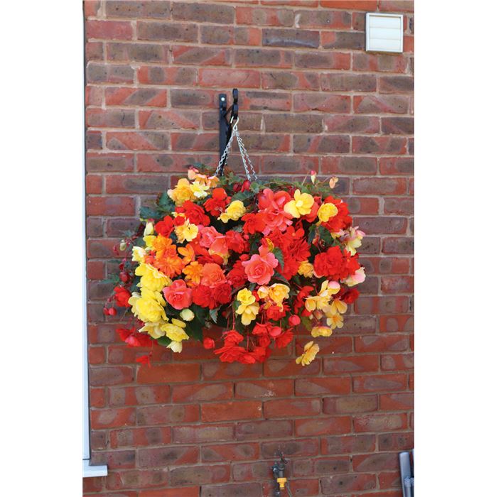 Hänge-Begonie 'Illumination® Mix'