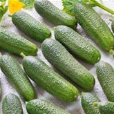 Mini-Knackgurke 'Corentine' F1