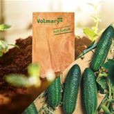 Mini-Knackgurke 'Corentine' F1