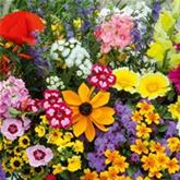 Samenbomben-Mischung 'Der Nektargarten für Bienen'