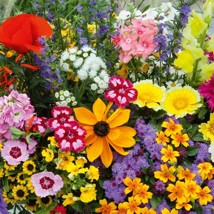 Samenbomben-Mischung 'Der Nektargarten für Bienen'