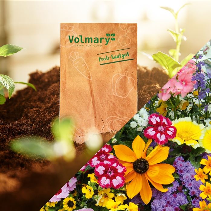 Samenbomben-Mischung 'Der Nektargarten für Bienen'