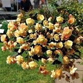 Hängebegonie 'Rosana® Champagner'