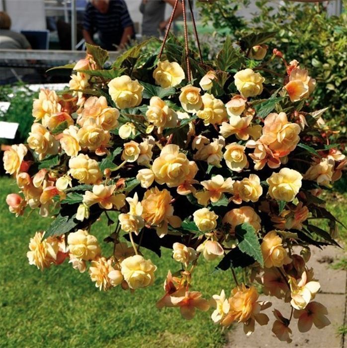 Hängebegonie 'Rosana® Champagner'