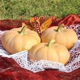 Mini-Muskat-Kürbis 'Butterkin' F1