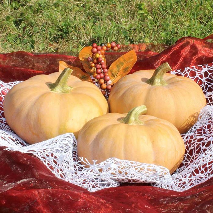 Mini-Muskat-Kürbis 'Butterkin' F1