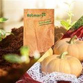 Mini-Muskat-Kürbis 'Butterkin' F1