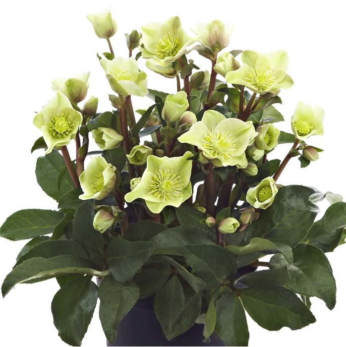 Christrose HGC 'Cinnamon Snow®'