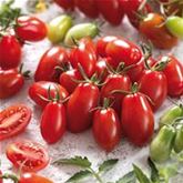 San Marzano Tomate 'Tuma Red®' F1, veredelt