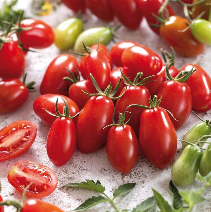 San Marzano Tomate 'Tuma Red®' F1, veredelt