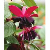 Hängebegonie 'Rosana® Champagner'