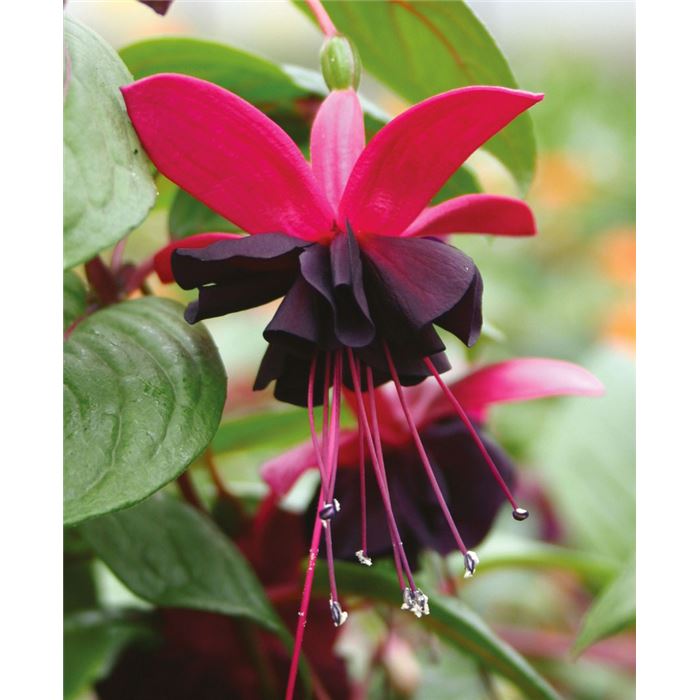 Hängebegonie 'Rosana® Champagner'