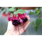 Hängebegonie 'Rosana® Champagner'