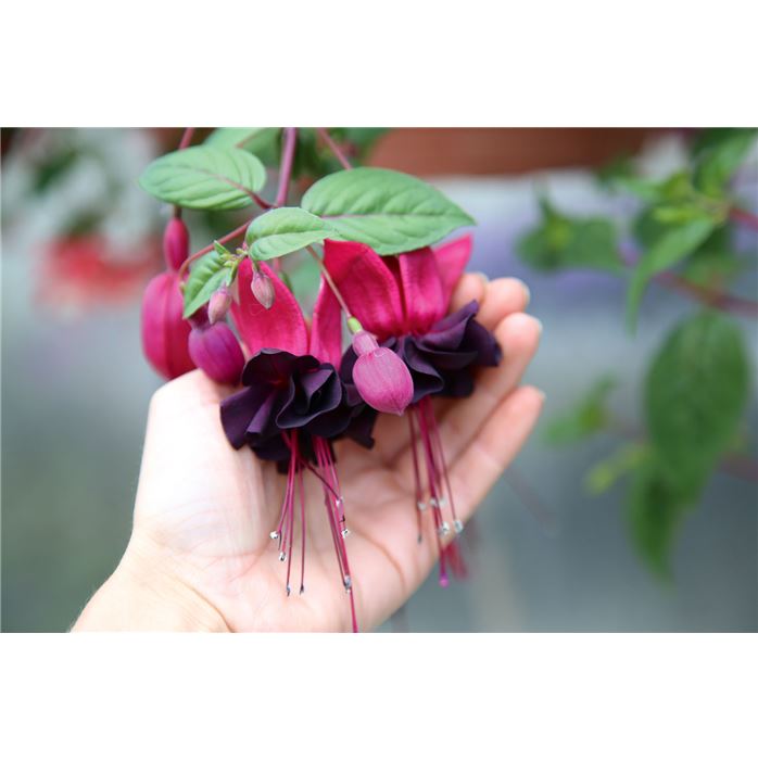 Hängebegonie 'Rosana® Champagner'