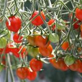 Mini-Perlen Tomate 'Tomberry Red®' F1