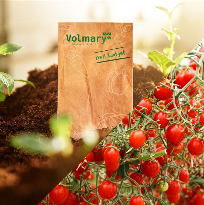 Mini-Perlen Tomate 'Tomberry Red®' F1