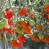 Kürbis 'Rouge vif d'Etampes' (Roter Zentner)
