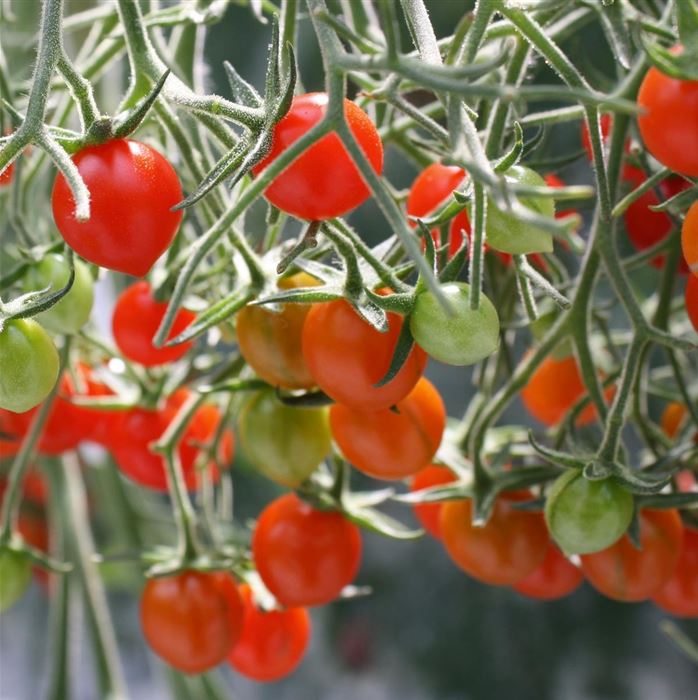 Mini-Perlen Tomate 'Tomberry Red®' F1