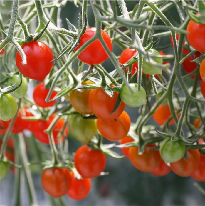 Kürbis 'Rouge vif d'Etampes' (Roter Zentner)