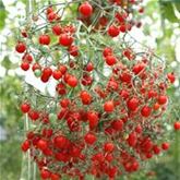 Mini-Perlen Tomate 'Tomberry Red®' F1