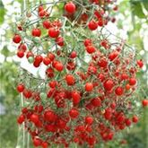 Kürbis 'Rouge vif d'Etampes' (Roter Zentner)