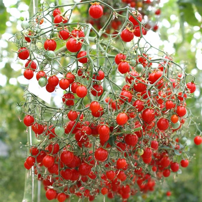 Mini-Perlen Tomate 'Tomberry Red®' F1