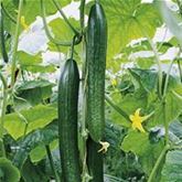 Schlangengurke 'Cyrano® (Dominica)' F1