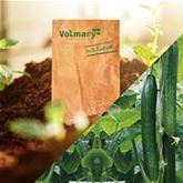 Schlangengurke 'Cyrano® (Dominica)' F1