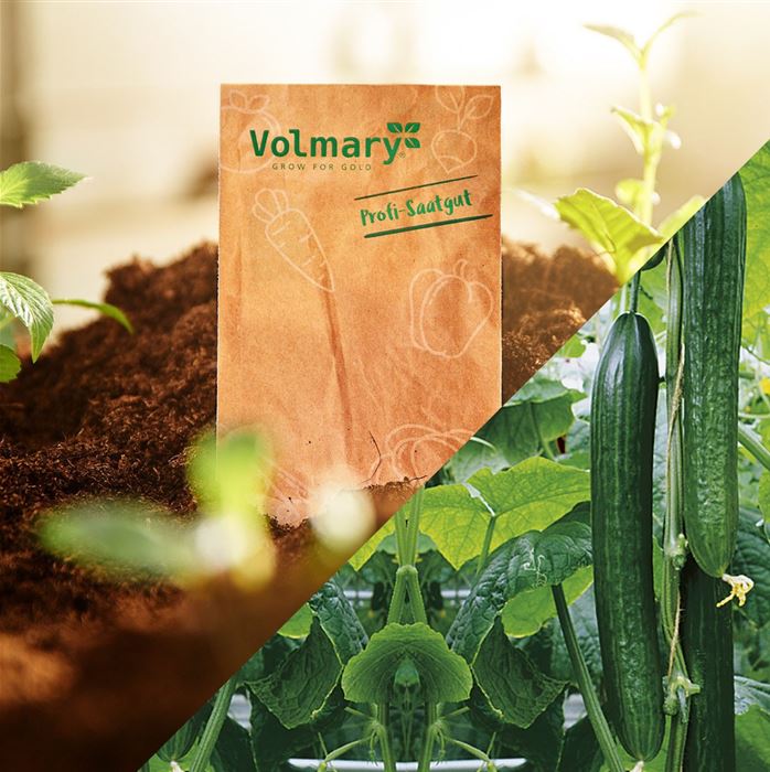 Schlangengurke 'Cyrano® (Dominica)' F1