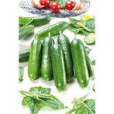 Mini-Schlangengurke 'Gambit®'