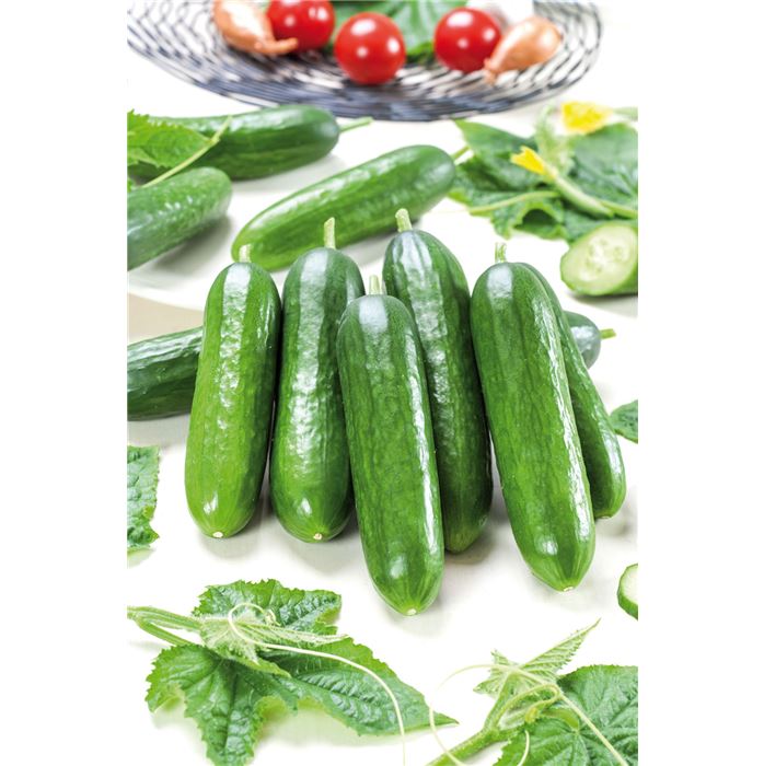 Mini-Schlangengurke 'Gambit®'