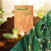 Mini-Schlangengurke 'Gambit®'