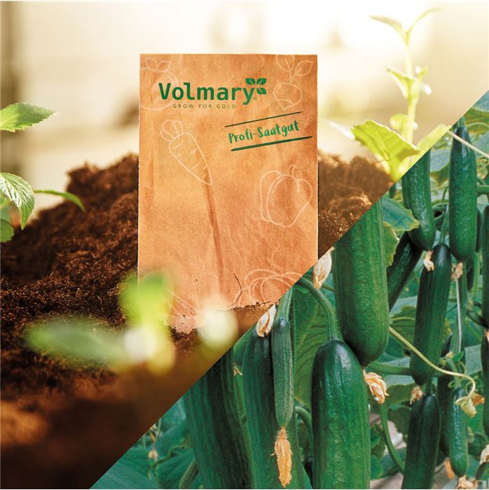 Mini-Schlangengurke 'Gambit®'