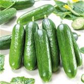 Kürbis 'Rouge vif d'Etampes' (Roter Zentner)