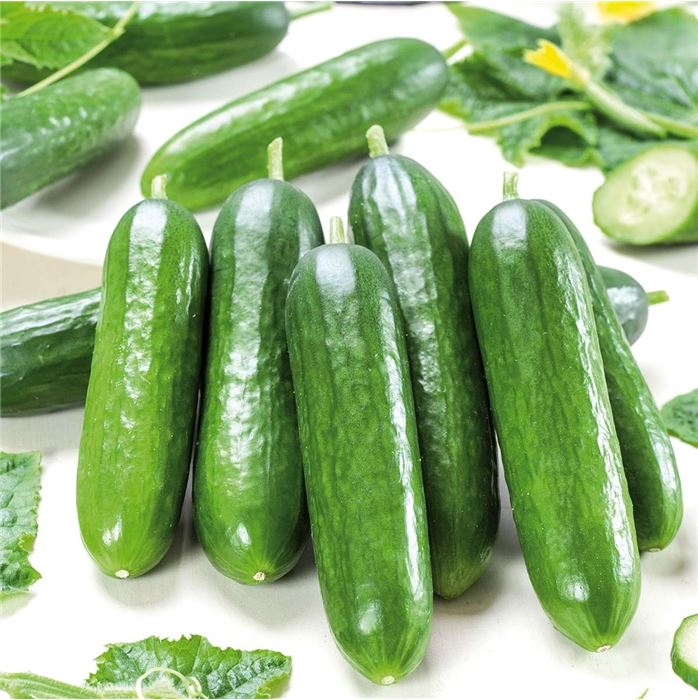 Kürbis 'Rouge vif d'Etampes' (Roter Zentner)