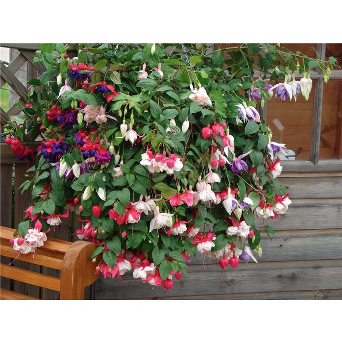 Hänge-Fuchsie 'Giant Mix'