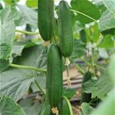 Kürbis 'Rouge vif d'Etampes' (Roter Zentner)