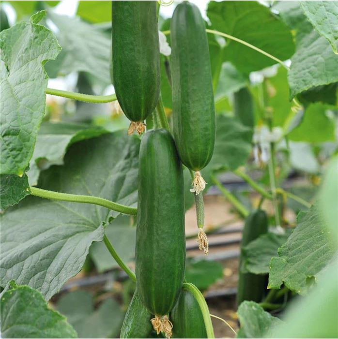 Kürbis 'Rouge vif d'Etampes' (Roter Zentner)