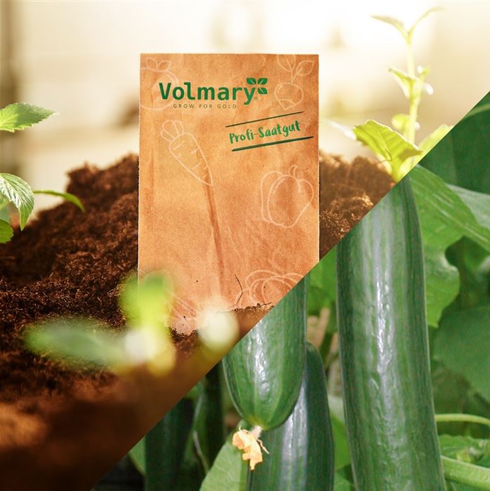 Schlangengurke 'Kiruna® (Fitness)' F1