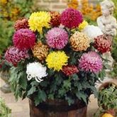 Chrysanthemen-Mix 'Großblumig'