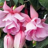 Hänge-Fuchsie 'Julie Horton'