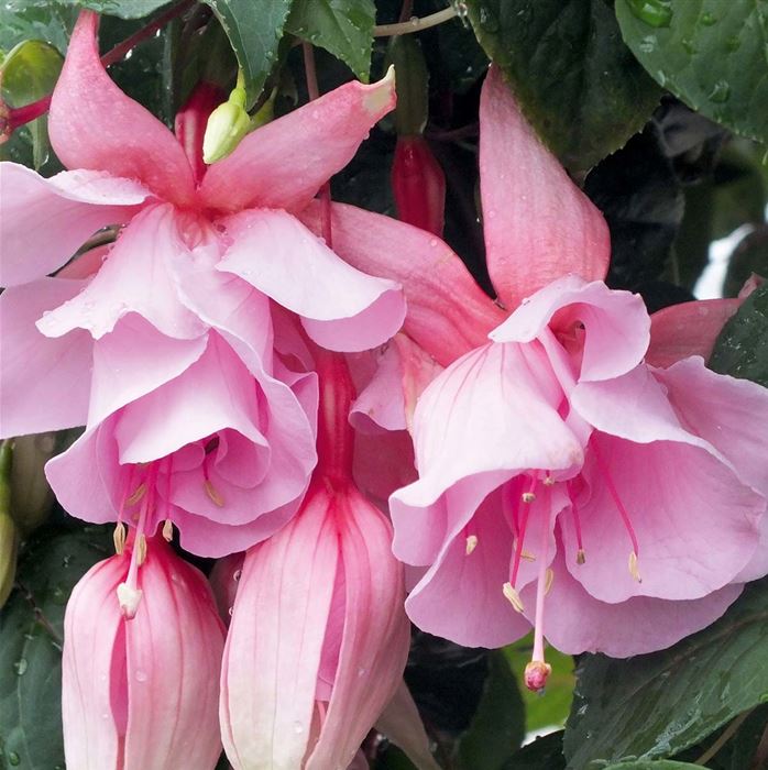 Hänge-Fuchsie 'Julie Horton'