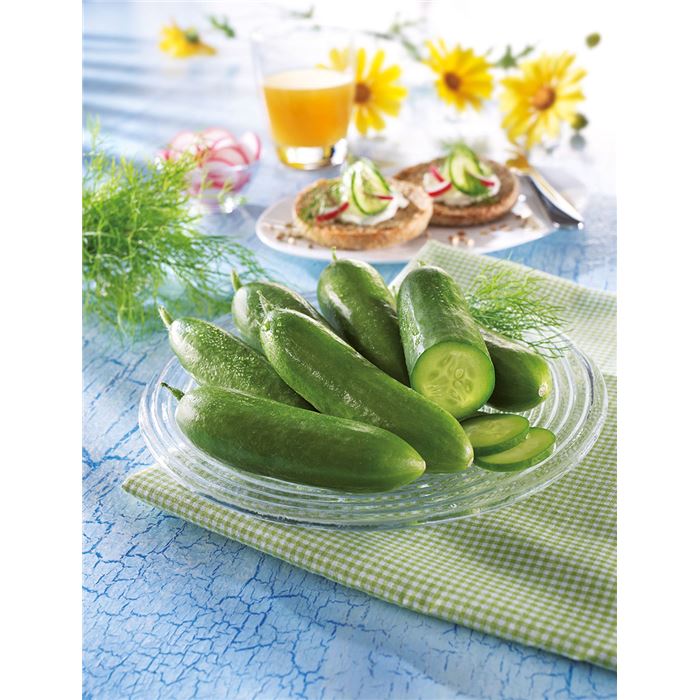 Mini-Snackgurke 'Minero® (Mini Stars)' F1